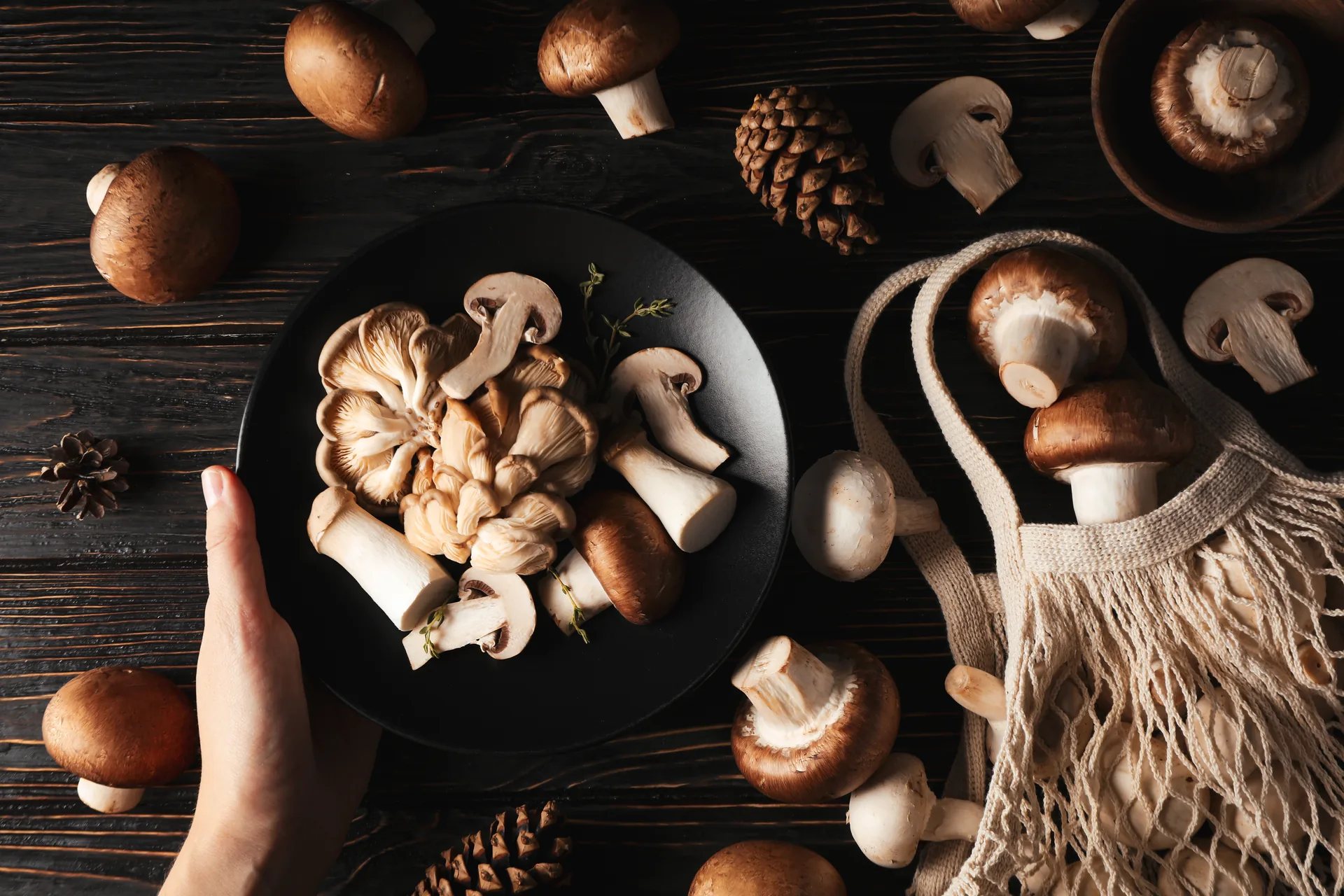 Frische Matsutake-Pilze mit erdigem Stiel auf dunkler Schieferplatte, dekoriert mit Kiefernnadeln