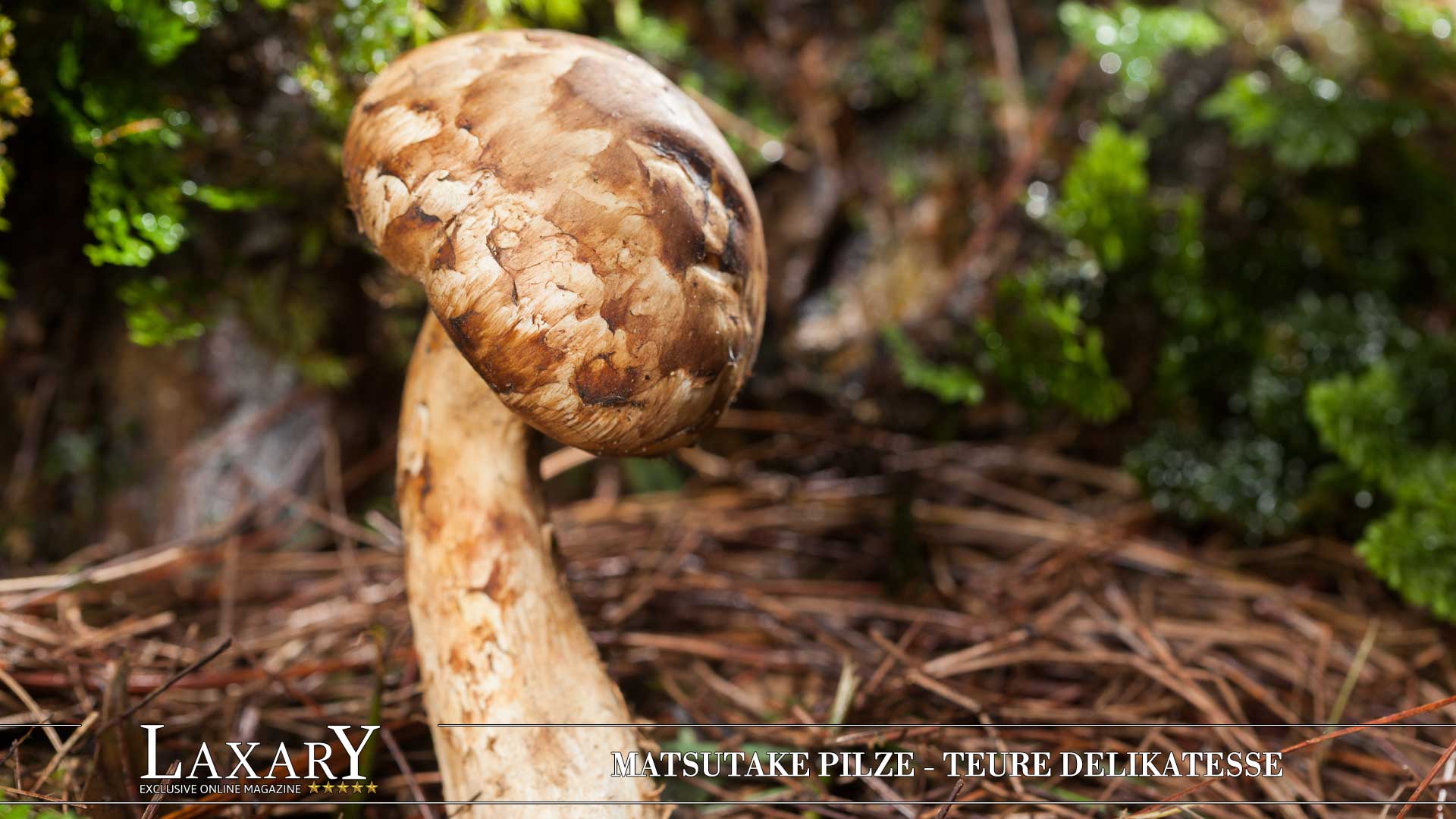 Eine Seltene Delikatesse Matsutake Pilze Laxary